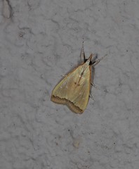 Autocharis mimetica