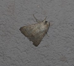 Pandesma submurina
