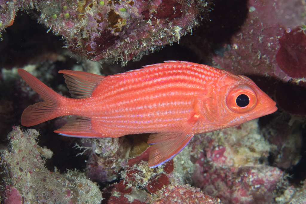 Pink Squirrelfish