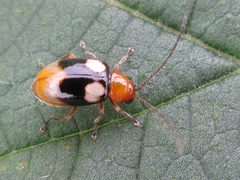 Monolepta quadriguttata
