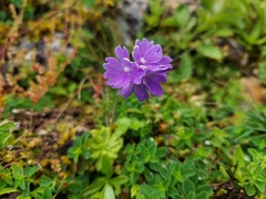 Primula primulina