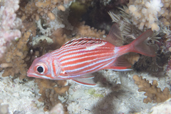 Sargocentron diadema
