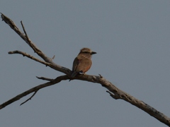 Coracias naevius mosambicus
