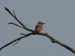 Coracias naevius mosambicus