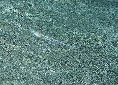 Sidespotted Dragonet photo 2