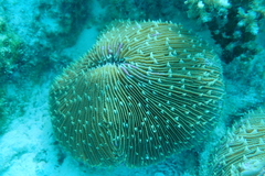 Fungia fungites