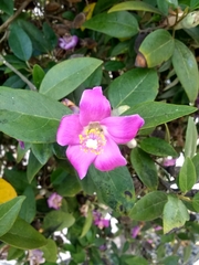 Lagunaria