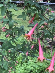 Tropaeolum pentaphyllum