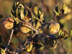 Diospyros austro-africana