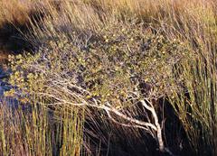 Diospyros austro-africana