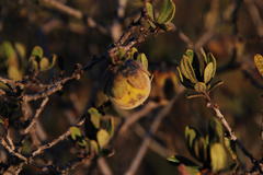 Diospyros austro-africana