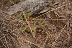 Sphaeranthus peduncularis