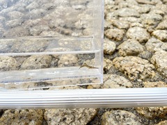 Heptacarpus geniculatus