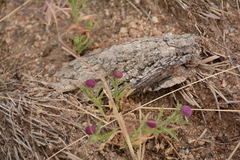 Sphaeranthus peduncularis