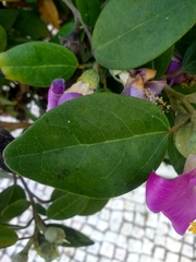 Lagunaria