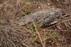 Sphaeranthus peduncularis