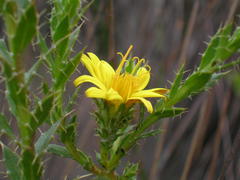 Cullumia micracantha