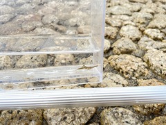 Heptacarpus geniculatus