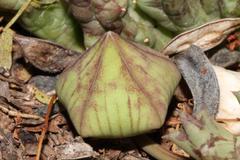 Orbea variegata