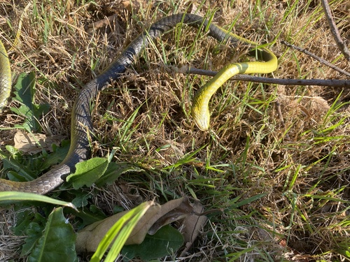 Common Tree Snake sighting