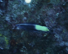 Labroides bicolor