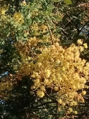 Acacia pubescens