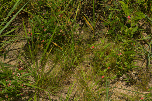 Indigofera erythrogramma subsp. lanceolata image