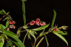 Indigofera erythrogramma subsp. lanceolata image