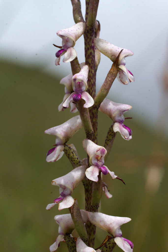 Wolfsbane Disa