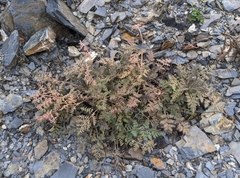 Corydalis ophiocarpa