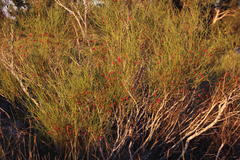 Muraltia scoparia