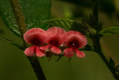 Indigofera erythrogramma subsp. lanceolata image