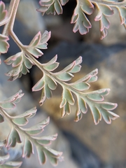 Corydalis ophiocarpa