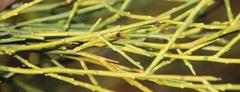 Muraltia scoparia
