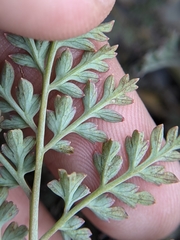Corydalis ophiocarpa