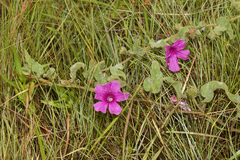 Ipomoea pellita