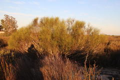 Muraltia scoparia