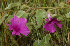 Ipomoea pellita