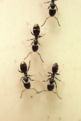 Ochetellus glaber