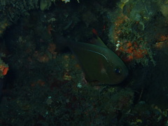 Pempheris vanicolensis