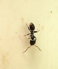 Ochetellus glaber