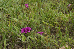 Ipomoea pellita