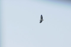 Haliaeetus leucogaster