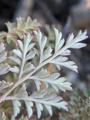 Corydalis ophiocarpa