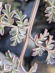 Corydalis ophiocarpa