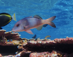 Parupeneus insularis