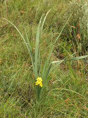 Hypoxis argentea argentea