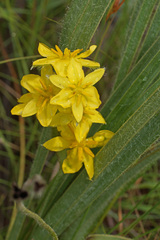 Hypoxis argentea argentea