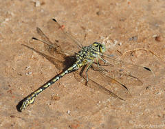 Ceratogomphus pictus