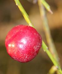 Muraltia scoparia